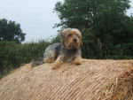 Hylou peit Yorskshire Terrier prend une belle pose - Yorkshire Terrier