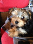 LOOKY - Yorkshire Terrier