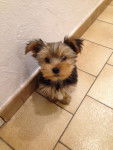 looky - Yorkshire Terrier