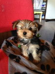 looky dans mon bureau - Yorkshire Terrier