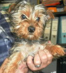 Pitty - Yorkshire Terrier (4 mois)