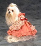 wolfy - Yorkshire Terrier (6 mois)