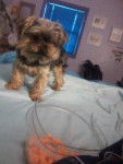 Zoey - Yorkshire Terrier (6 ans)