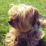 Louki - Yorkshire Terrier Mâle (1 an)