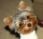 rosie - Yorkshire Terrier (7 mois)
