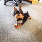 Taze - Yorkshire Terrier Mâle (1 an)