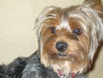 Dollie - Yorkshire Terrier (3 ans)