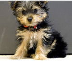 filou - Yorkshire Terrier Mâle (4 mois)