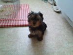 Cooki - Yorkshire Terrier Mâle (3 mois)
