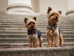 Yorkshire Terrier - Yorkshire Terrier