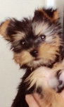 Chipie - Yorkshire Terrier (2 mois)