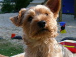 Yorkshire terrier - Yorkshire Terrier