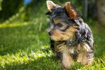 Le Yorkshire terrier - Yorkshire Terrier
