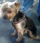 Delta (à une conaissance ) - Yorkshire Terrier Mâle (3 ans)