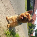 Fifi - Yorkshire Terrier (7 ans)