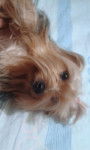 Mamucha - Yorkshire Terrier (4 ans)