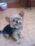 Chispi - Yorkshire Terrier Mâle (5 ans)