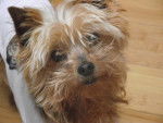 Photo Yorkshire Terrier