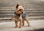 Photo Yorkshire Terrier