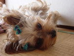 Photo Yorkshire Terrier