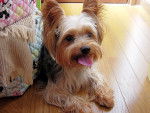 Photo Yorkshire Terrier
