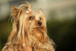 Photo Yorkshire Terrier