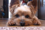 Photo Yorkshire Terrier