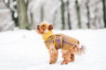 Un Yorkshire Terrier habillé se tient dans la neige