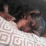 Mika - Yorkshire Terrier (1 mois)