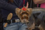 Photo Yorkshire Terrier