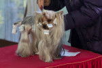 Photo Yorkshire Terrier
