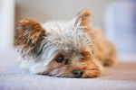 Un Yorkshire Terrier allongé sur une moquette