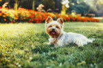 Photo Yorkshire Terrier