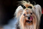 Photo Yorkshire Terrier