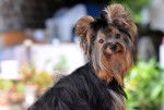 Photo Yorkshire Terrier