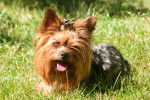 Photo Yorkshire Terrier