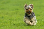 Un Yorkshire Terrier en train de courir dans l'herbe