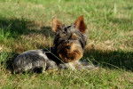 Photo Yorkshire Terrier