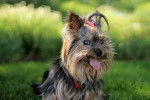 Photo Yorkshire Terrier