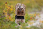 Photo Yorkshire Terrier