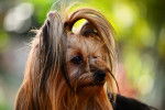 Photo Yorkshire Terrier