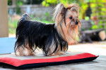 Photo Yorkshire Terrier