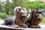 Photo Yorkshire Terrier