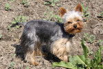 Photo Yorkshire Terrier