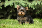 Photo Yorkshire Terrier