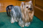 Photo Yorkshire Terrier