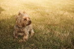 Photo Yorkshire Terrier