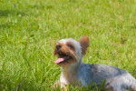 Photo Yorkshire Terrier