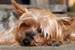 Photo Yorkshire Terrier