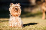Photo Yorkshire Terrier